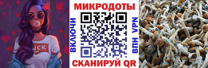 Псилоцибиновые грибы Psilocybine cubensis  Морозовск 